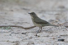 Black-billed Thrush